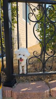 강화펫비하우스 - 5