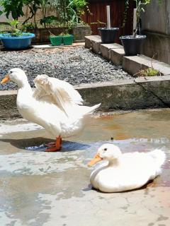 Green Surrounding Homestay Ella - 3