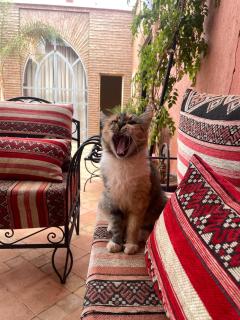 Riad Sidi Hicham - 1