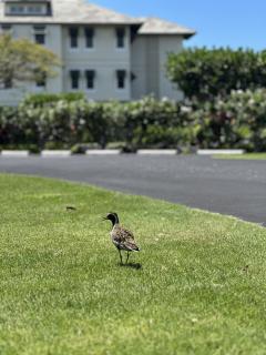 Vista Waikoloa B202 condo - 4