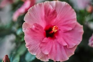 Mon Boutique Hotel - 7