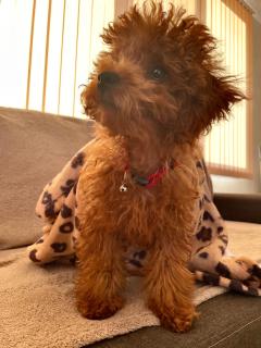 Stefaniya Apartments - 7