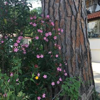 Nizzy House VILLA Taş Ev nizzyvillarent - 4