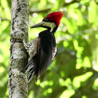 Jacamar Lodge Expeditions - 1