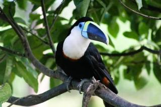 Jacamar Lodge Expeditions - 5