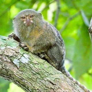 Jacamar Lodge Expeditions - 1