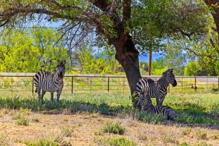 Zebra Ranch 12-gues Compound - Mtn Vufarmspabbq - 8