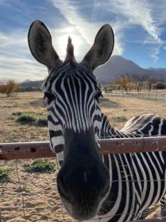 Zebra Ranch 12-gues Compound - Mtn Vufarmspabbq - 4