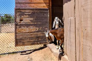 Zebra Ranch 12-gues Compound - Mtn Vufarmspabbq - 3