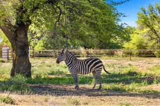 Zebra Ranch 12-gues Compound - Mtn Vufarmspabbq - 2