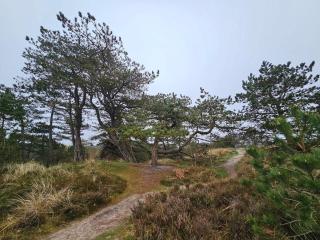 6 person holiday home in Rømø-By Traum - 2