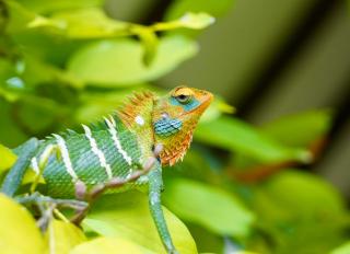 The Cottage Sigiriya - 4