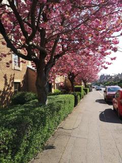 Lovely Edinburgh Home - Craighouse Gardens - 3