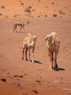 Desert Melody Camp - 4