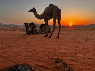 Wadi Rum Sky Tours & Camp - 7