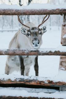 Aurora Apartment Kilpisjärvi - 4