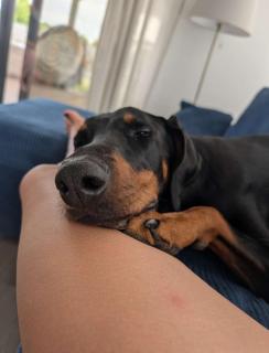 Ferienhaus Laura 70qm bis 5 Gäste mit Fass-Sauna, Whirlpool April bis Oktober, 75qm Terrasse und eingezäunten Garten Haustiere willkommen - 5