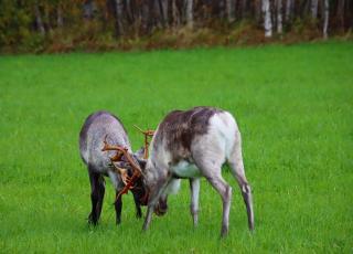 Kodinomainen majoitus Juoksenki, Napapiiri, Lappi - 8