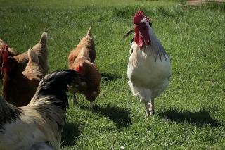 Chalet Sleeps 4 Near Cymyran Beach - 6