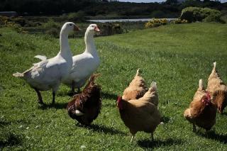 Chalet Sleeps 4 Near Cymyran Beach - 3