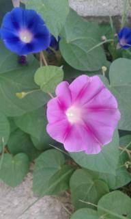 Hostal El Molino - 7