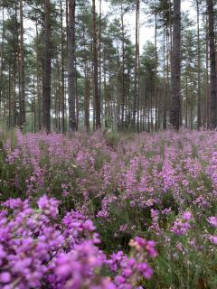 Le Pré Des Fées - 3