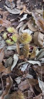 Casa Floriani Fiavè-Comano Terme green - 7