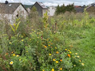Ferienhaus "Spatzennest" Eifel Gerolstein Hunde ok - 4
