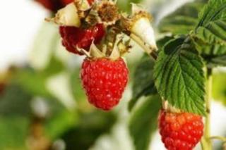 OsoBlu Yurts Group Booking - 1