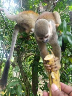 My Llano Lindo Américas - 7