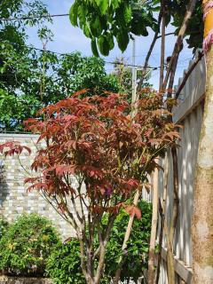 Ngoc Son Hotel - 3