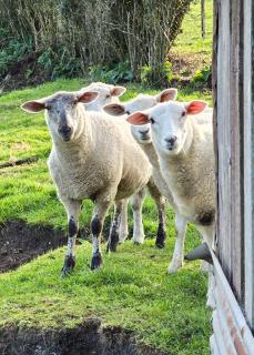 Cold Ebb Mountain View Homestay - 5