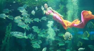 Alice's home Times city - 9