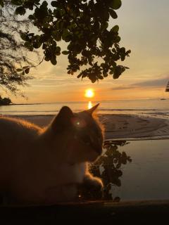 Coconut Lanta Resort @Klong Dow beach - 3