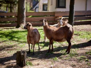 Doppelhaushälften im Naturresort Drewitz - 1