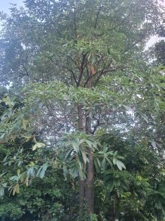 Nha Xanh Ninh Binh Homestay - 5