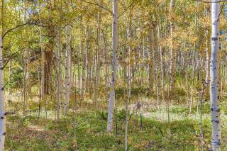 RollinsVilla home - 6