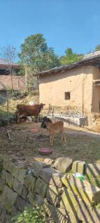 Dhauladhar Balcony - 6