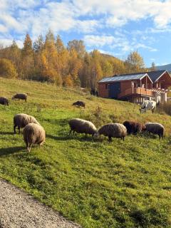 Residence Chalet & Nesh - Tatariv - 1
