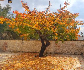 Appartamento Vieste - 9