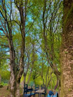 Cozy wooden forest cottage in 1 km from Kutaisi - 2