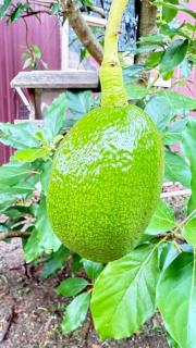 Rustic Elegance Farmhouse, Sanford Farms, Fl - 5