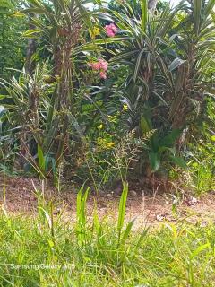 Ella Cool Air Cabana - 2