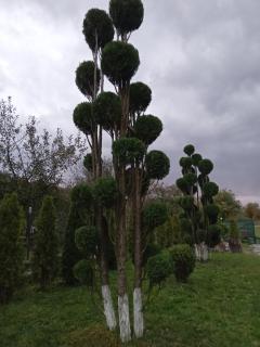 Camere de închiriat Trandafirilor - 8