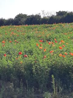 POPPY LUXURY LODGE Sleeps 8 at Fairview Farm, Ravenshead, Nottingham Near Sherwood Forest, Dog Friendly, Farm Stay great for wedding groups, families, Hen Do's, friends gatherings with amazing views - 9