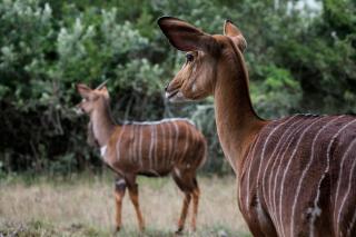 Bay Safaris - 4