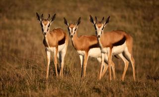 Bay Safaris - 1