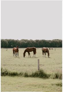Natuurhuisje het Steenuiltje op een prachtige plek - 5