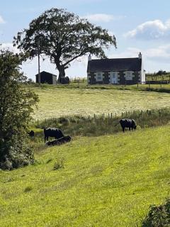 Williamsfield Cottage - 9