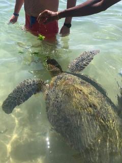 Turtle Point Homestay Seaview 2 - BB, Fast Wi-Fi, AC - Dikwella - 2